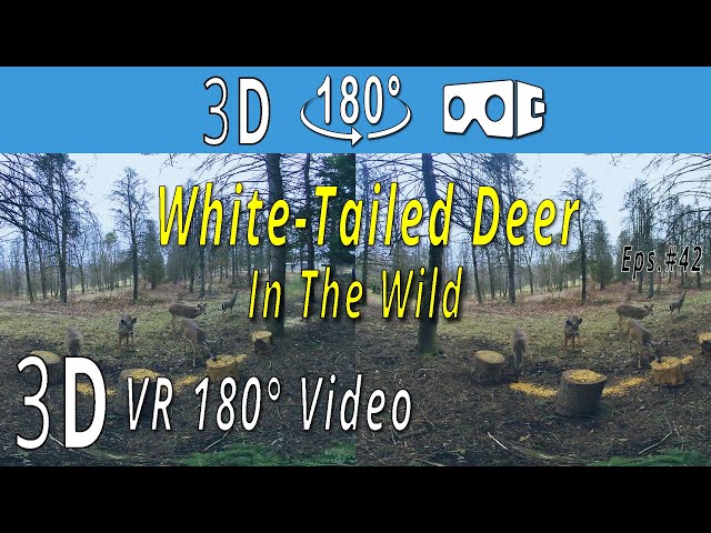 3D  VR180°  -  White Tailed Deer Feeding