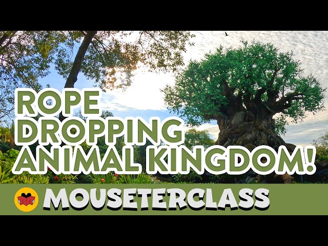 The PERFECT Rope Drop Strategy for Beating Animal Kingdom Crowds