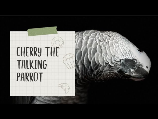 How to Train African grey Parrot | 5 Best things to Train Your bird #crazyparrotcherry