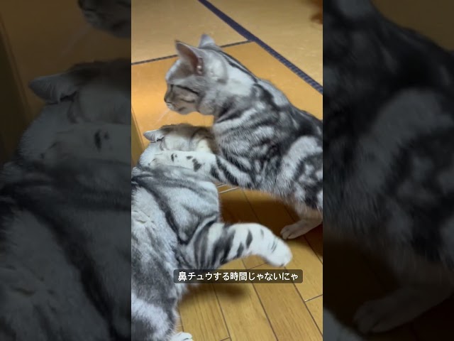 メス猫は強い#アメショ#アメリカンショートヘア#cat#cats#猫のいる暮らし#猫のいる生活