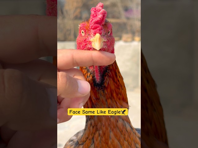 Rooster Face Look Like Eagle🦅| Wow Incredible😲#shorts #rooster