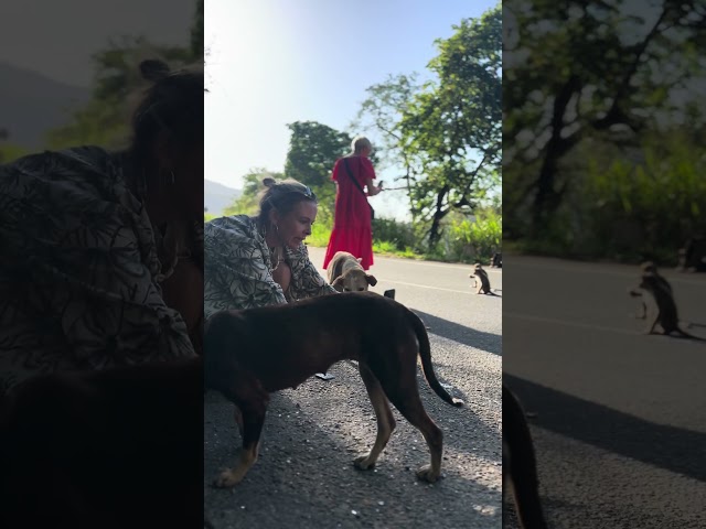 Feeding monkeys #dog #srilanka #trending #viral #love #travel #shortvideo #shorts #girl #nature