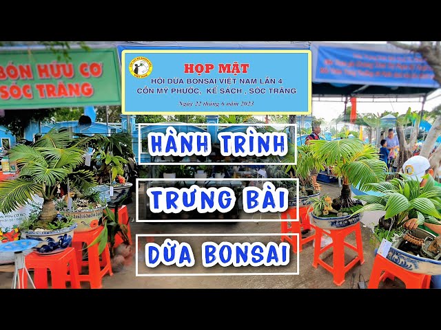 Journey to Display Coconut Bonsai at Fruit Festival in Soc Trang | Hoang Linh Coconut Tree