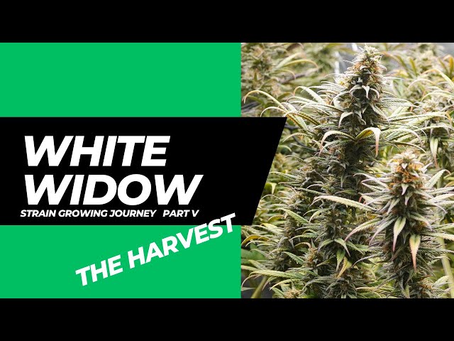 WHITE WIDOW -  Strain growing journey Part 5 Week 9 - Havest Cannabis