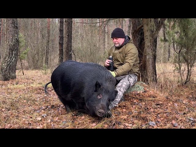 60 Minutes Of Animals Reunited With Owners After Years And Said  "I Love You" in a Special Way