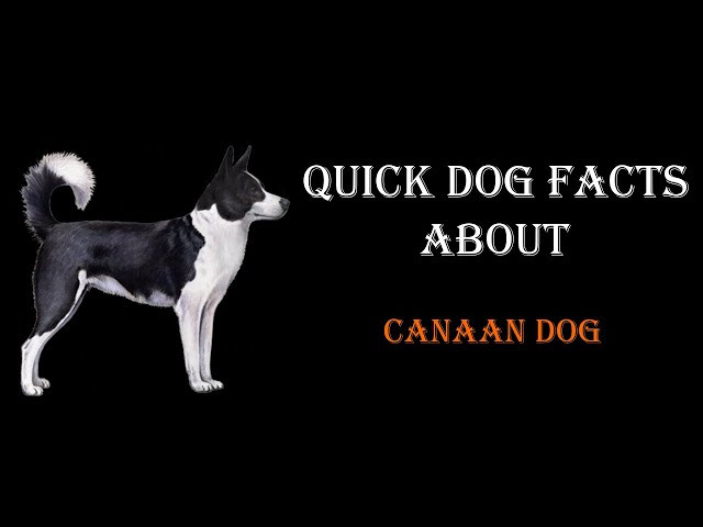 Quick Dog Facts About The Canaan Dog!