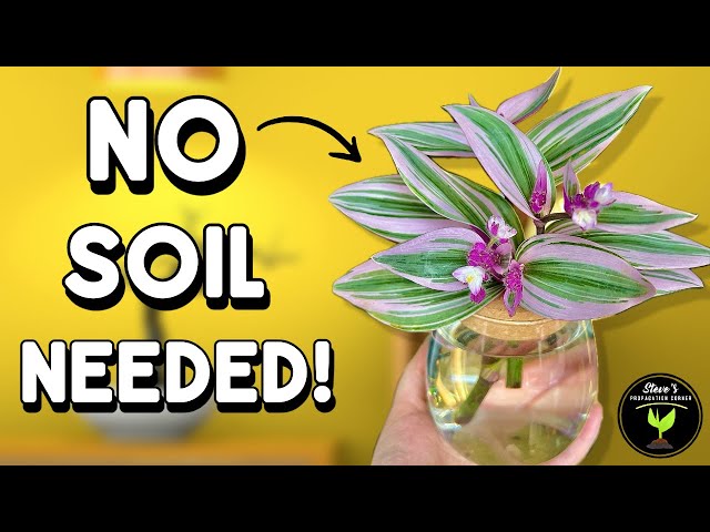 10 Plants You Can Grow in Water (No Soil Required!)