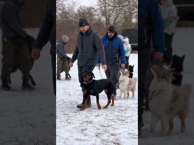 Групові тренування - цікавий і корисний досвід для вашого собаки 🙂