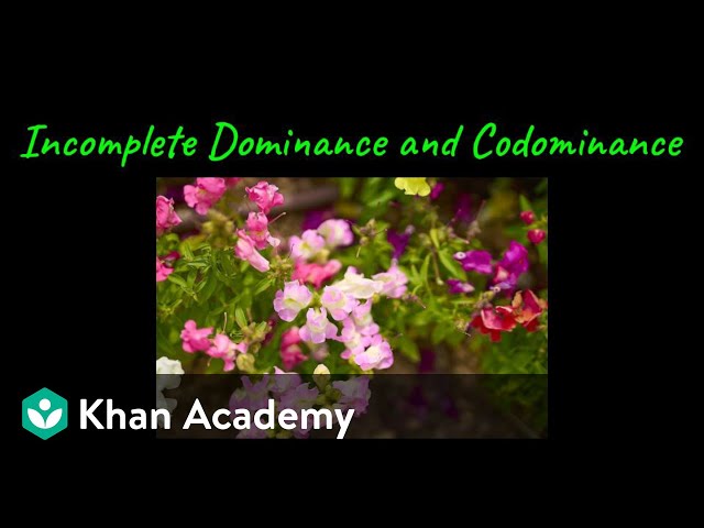 Incomplete & Co Dominance | Principles of Inheritance & Variation | Class XII| Biology |Khan Academy