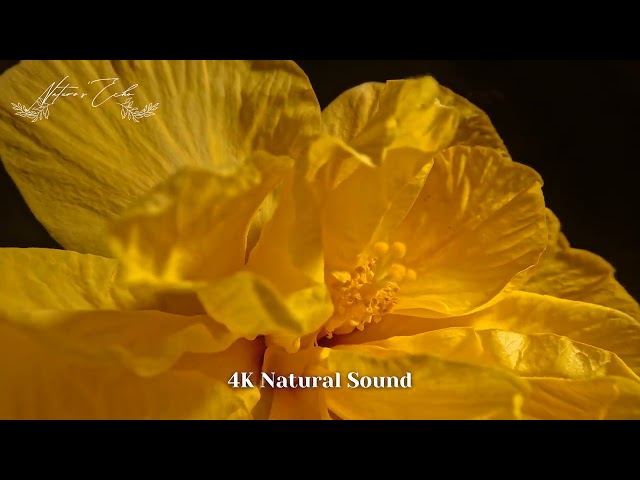 Experience the POWER of Ambient Soundscapes in 4K Nature Films