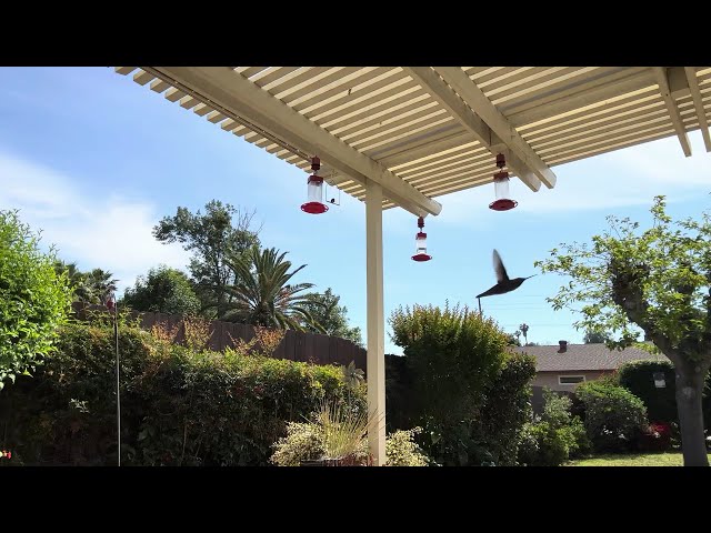 Hank dominating on the swing #hummingbird #hummingbirds