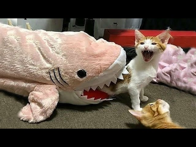 Funniest Cats and dogs 👯😺  Funny cats video compilation 💞 Cute cats videos 🐕 Funny pet 🤣Happy Lands