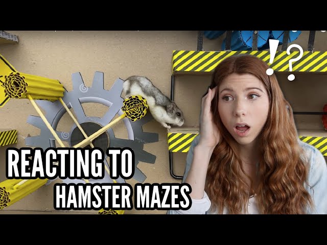 Reacting to Hamster Mazes...