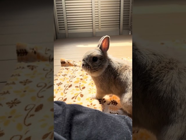 ネザーランドドワーフ（Netherland Dwarf rabbit）  1