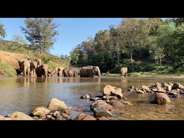 Chok Chai Elephant Camp, Whose New Owner Has Shifted His Focus Towards Ethical Travel - ElephantNews