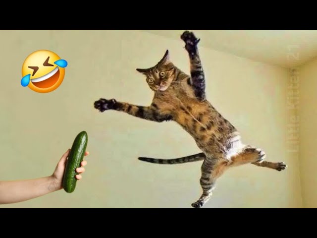 Want to Laugh 😅 Don’t Miss This Hilarious Cat Video 🤣