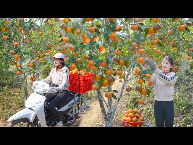 Use Motorbike To Harvesting Many Oranges Goes To Countryside Market Sell. My Bushcraft / Nhất