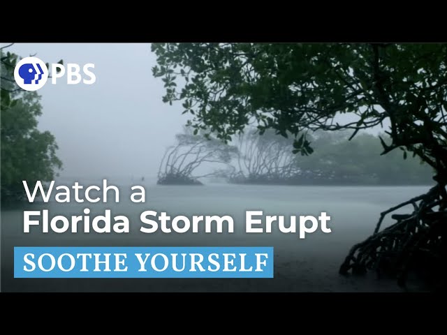 Florida Weather | Soothe Yourself | PBS NATURE