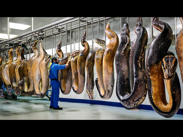 Raising Millions Pythons And Harvest Millions Tons Of Python Skin And Fat - Python Skin Processing