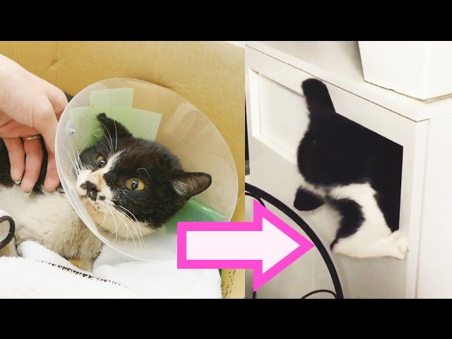 Rescuing the world's most annoying cat