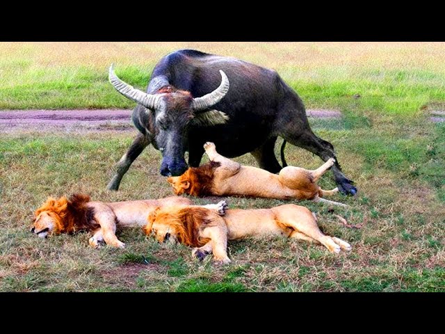 A Brave Buffalo Counter Attacks The Lions And Makes Them Taste The Bitter Taste Of Defeat!