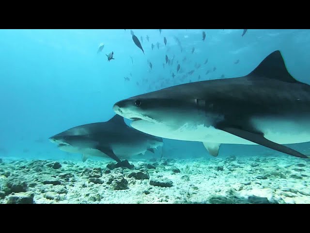 Diving 60 meters deep Underwater footage in Maldives 🇲🇻