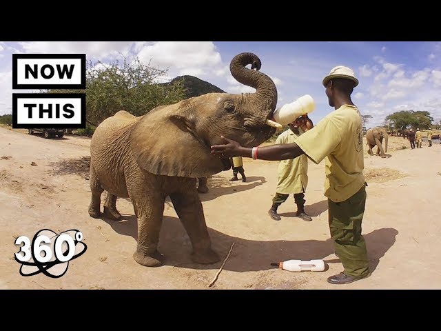 World Elephant Day: Elephant Rescue | Unframed by Gear 360 | NowThis