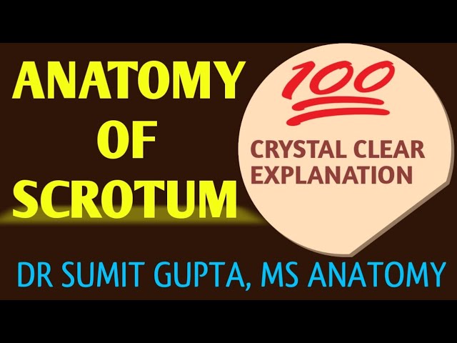 SCROTUM : ANATOMY