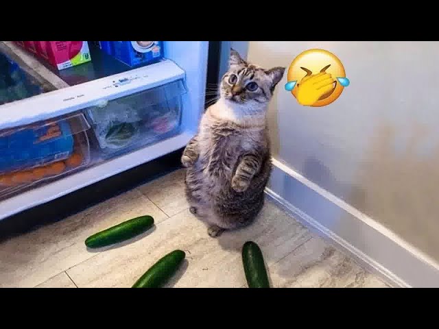 Funniest Cat Videos of 2024 😹 Funny Cats Part 16