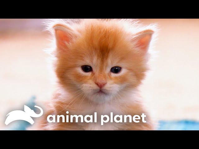 These ADORABLE Maine Coon Kittens Explore Their New Home | Too Cute! | Animal Planet