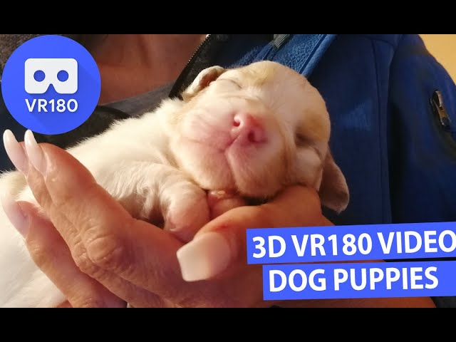 3D Meet the Animals Story - Meet cute Dog Puppies Miley, Daisy & Bailey in 3D VR180