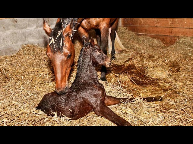 A New Dawn: The Birth and Early Life of a Horse