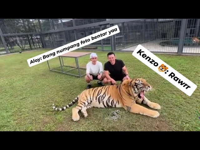 Moment YB & Aloy Foto Bareng Harimau Kenzo #yb #marapthon2