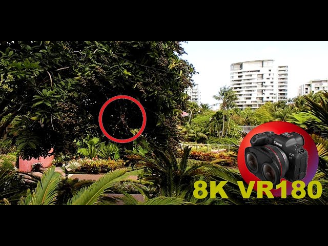 8K VR180 CAMOUFLAGED  SPIDER....IMAGINE YOU ARE WALKING THRU THE AUSTRALIAN BUSH 3D (Travel/ASMR)