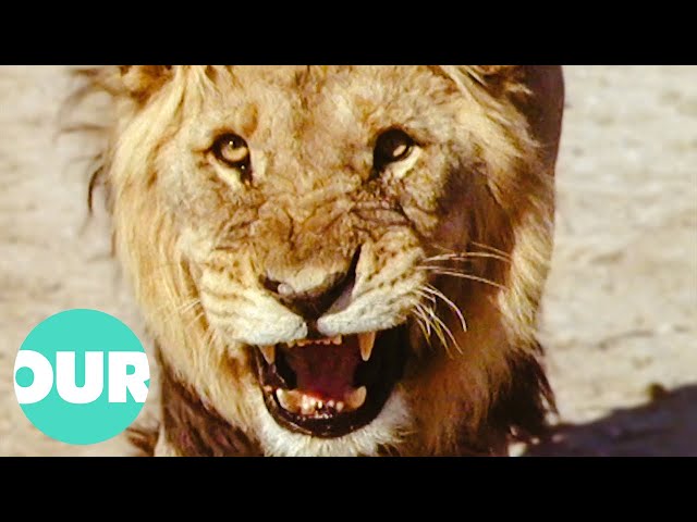 19 Majestic Lions In Namibia And How The Pride Rule Etosha | Our World