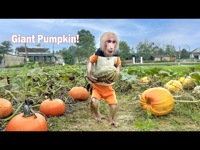 Bibi surprised to discover a pumpkin garden and harvests them for Grandma to cook!