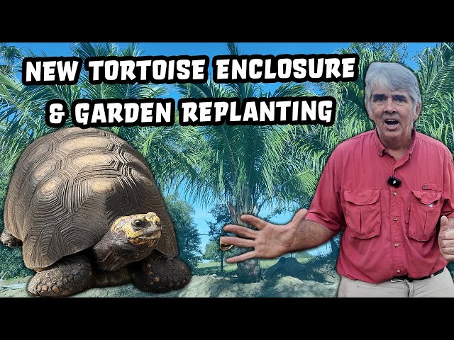 New Tortoise Enclosure and 100 Palm Tree Planting.