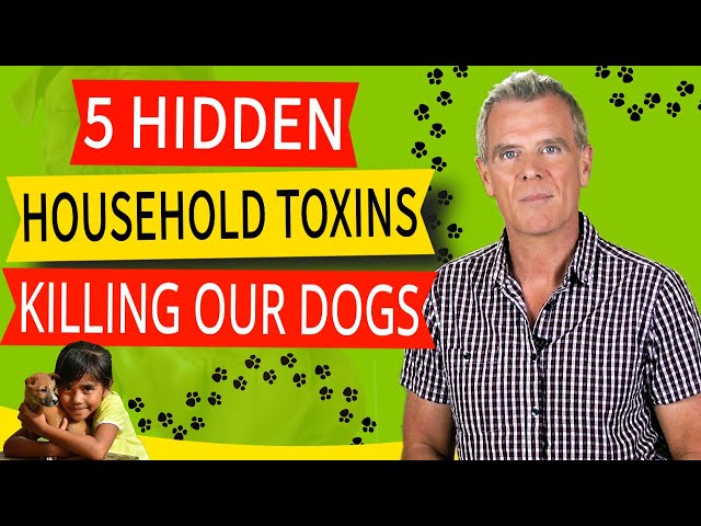 Dog Toxic Household Products (5 Hidden Toxins Causing Toxicity in Dogs)