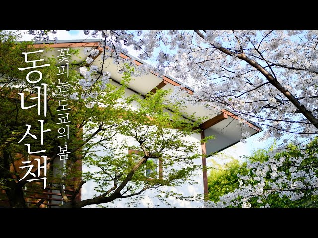 A springtime story about a town in Setagaya, Tokyo, where I live