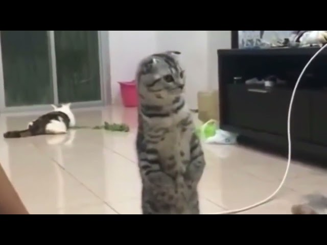 Cat Singing A Song Funny Video