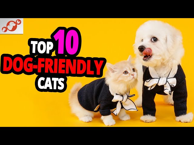 🐈 Cats & Dogs – TOP 10 Most Dog-Friendly Cat Breeds!