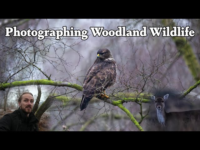 Photographing Buzzards, Ravens and MORE in the UK Countryside