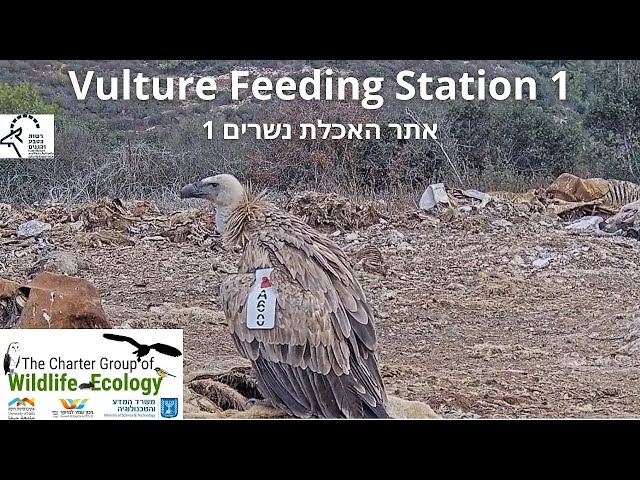 LIVE Vulture Feeding Station CAM 1|Israel Nat. and Parks Auth.|The Charter Group of Wildlife Ecol.