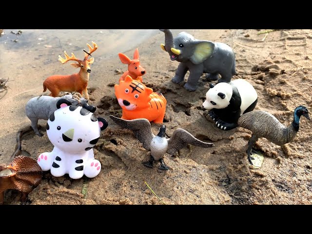 Muddy Wild Zoo Animals Getting Washed at the River with Fun Facts for Kids