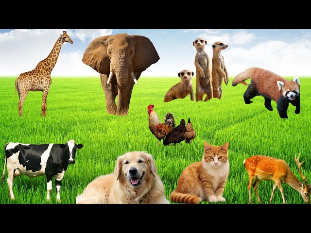 Adorable Animal Moments and Sounds. Dog, Cat, Panda, Zebra, Lion, Tiger, Giraffe, Goat, Horse, Sheep