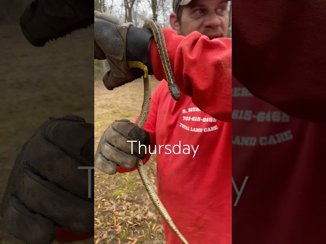 Doing the dirty work #work #snake #virginia #eeyucc #funny #explore #landscaping #mylife