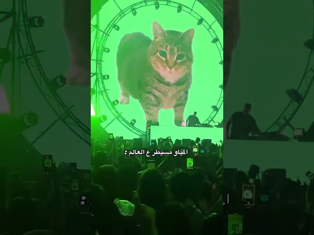 uia cat party #memes #viralvideo #viralshorts #viralsong #viralvideos #viralreels #viraltiktok