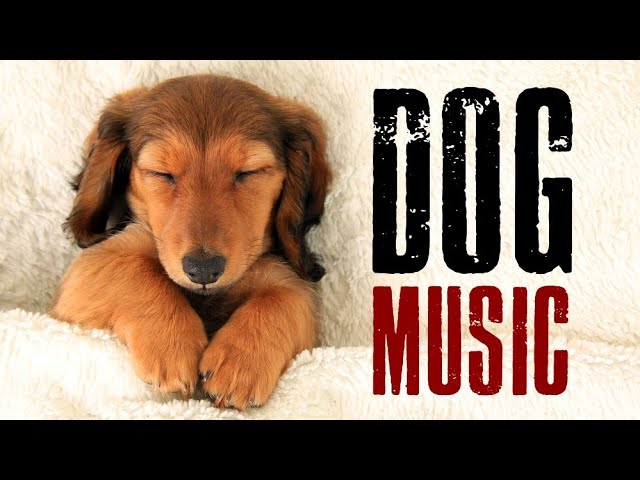 Music For Dogs ~ Sleep Music for Dogs to relax ~ Dog Music to Sleep