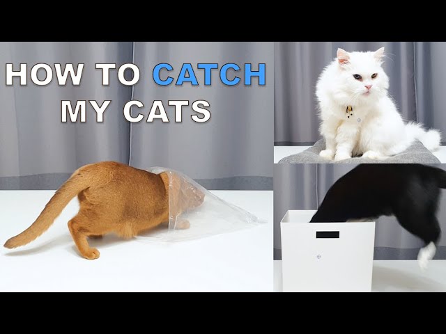 How to Catch My Three Cats