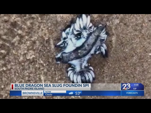 Blue Dragon Sea Slug